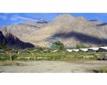 Nubra Summer Camp