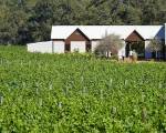 Vineyard Cottage at Upper Reach Winery